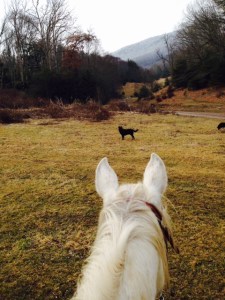 Faygo and I look out from the farm to see some of the trees on the mountain still had ice.