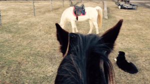 looking over at Faygo eating grass, and Linus waiting for us to finish