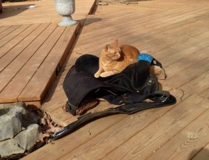 Peanut waiting to go for a ride on my newly tricked out custom altered no-horn western saddle!