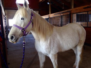 Faygo, her back and muscling looking pretty good this winter