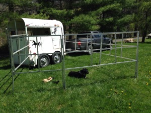 Peggy Sue trying out the portable corral I'd set up to be sure all was working properly.