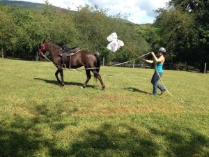 Working on ground driving for some steering before trying to ride, Summer 2014