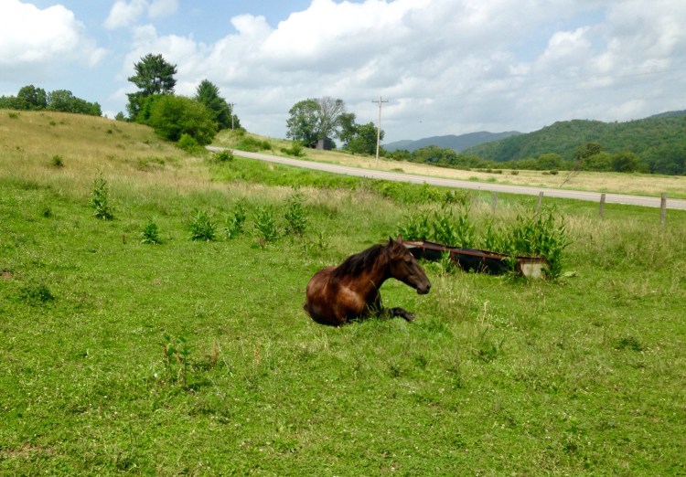 Khaleesi rolls and takes a break after her longest trail ride thus far