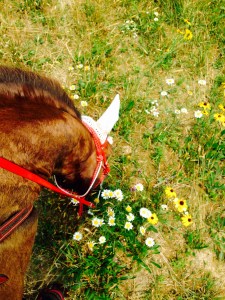 Pretty flowers along the trail