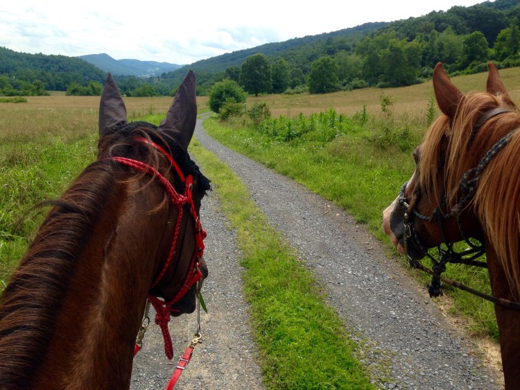 Khaleesi and Tex riding side by side happily!