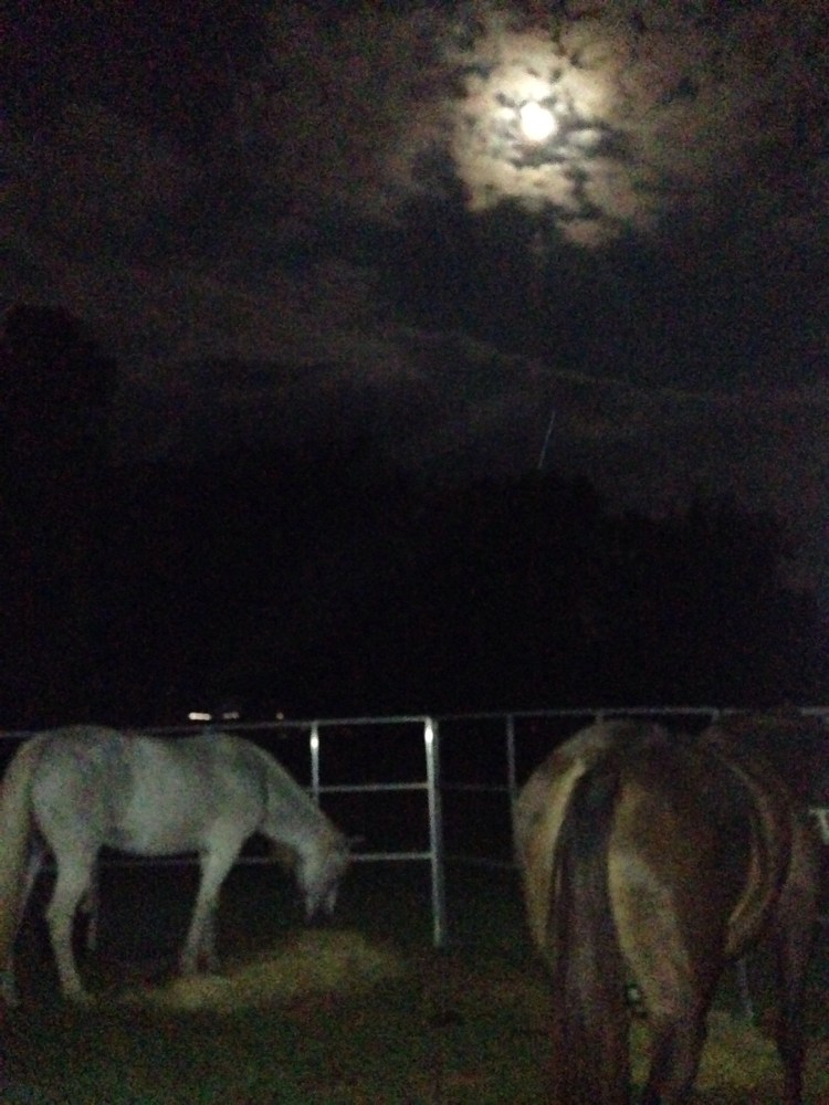 moon over the horses
