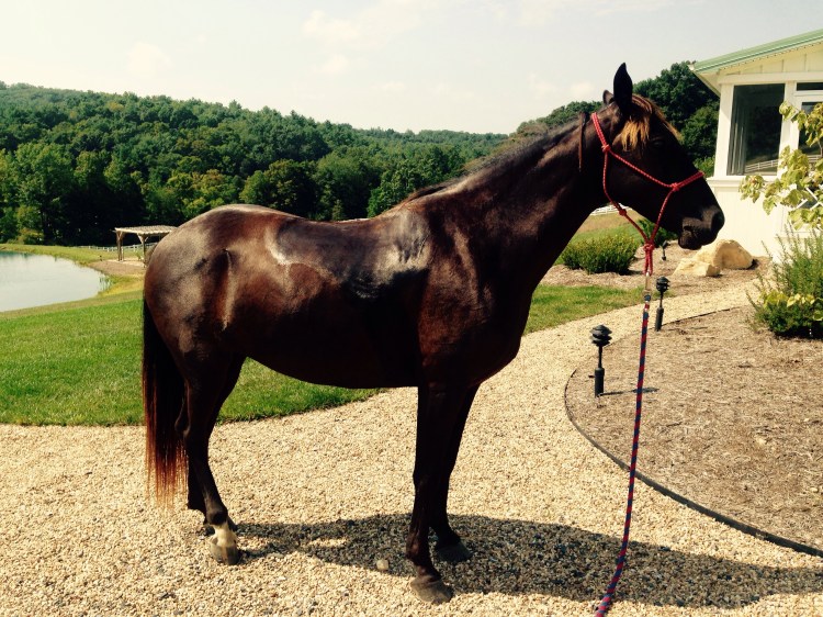 Khaleesi stands in place with the lead rope on the ground.