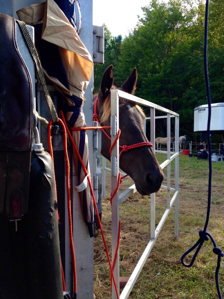 The trailer corner of the corral... she learned to poke her head around and check me out that evening