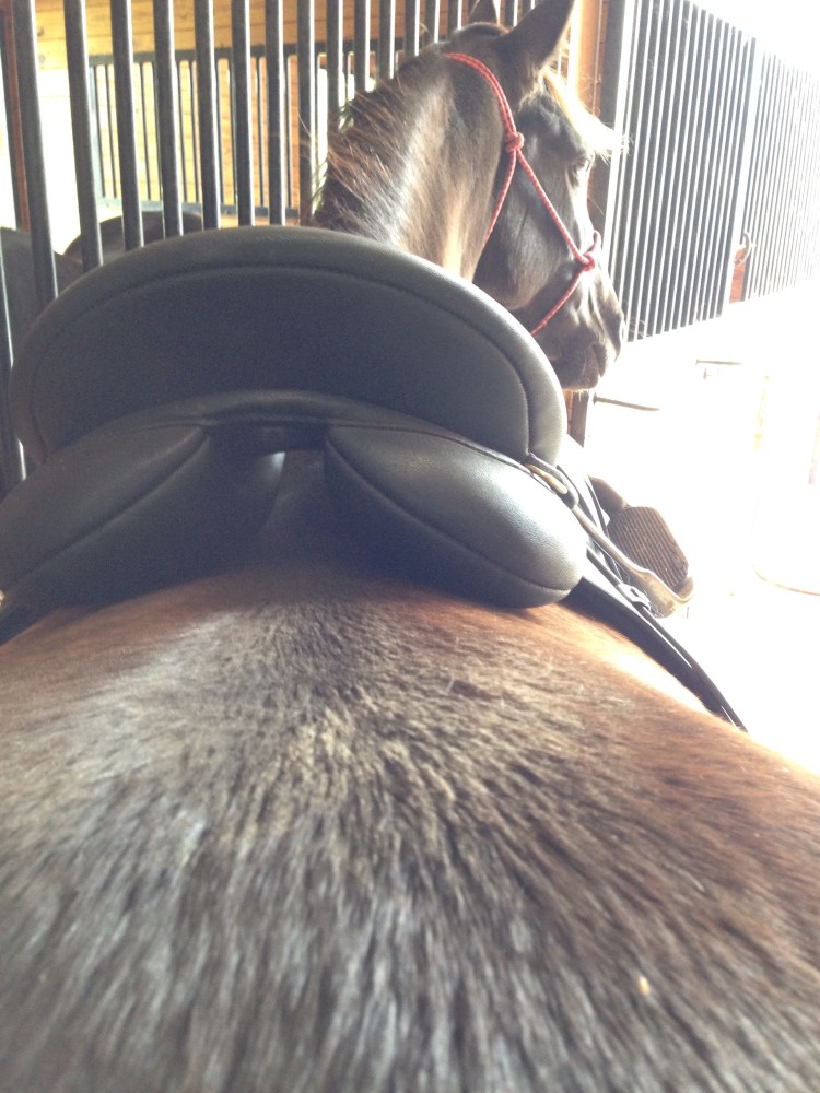 View of the saddle from behind. If you imagine the angles of her back, then look at the seams in the saddle that point more sharply downward than her back does. This is one thing that was mentioned in the forum.