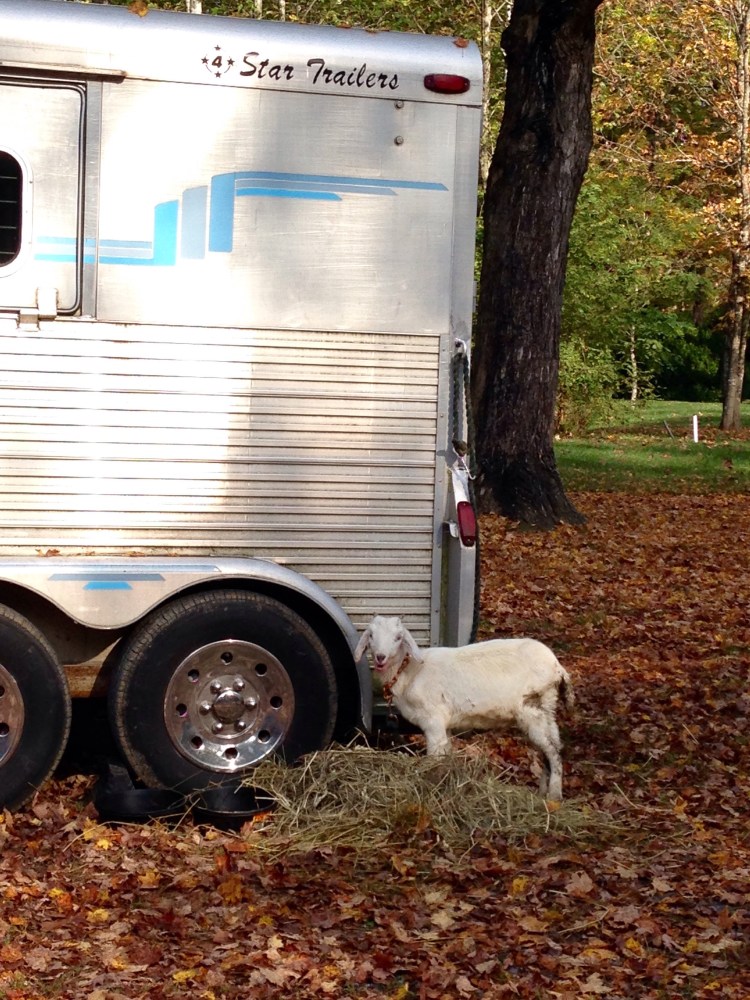 Cute goat hanging out at bird haven!