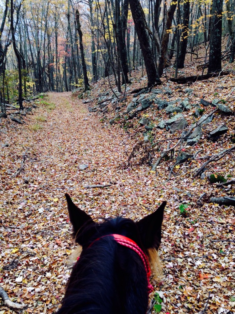 Part of the rocky lined road- we came up on some downed trees ahead.