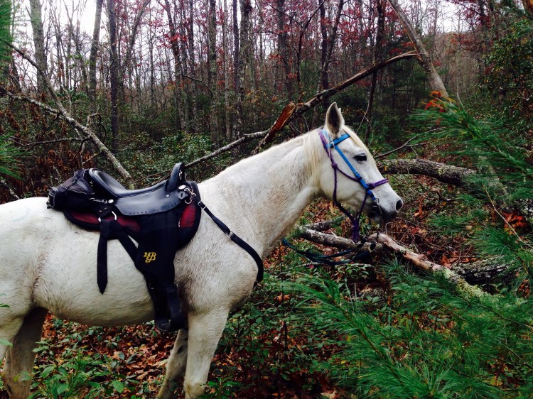 cutting some downs to get through on a new trail